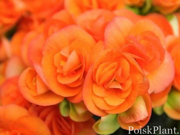 Бегония клубневая Nonstop Orange