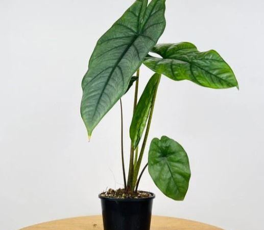 Алоказия хетерофилла Коразон