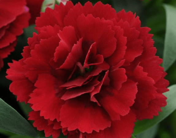 Гвоздика альвуди Dinamic Dark Red