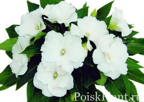 Бальзамин новогвинейский Rokoko Blanca