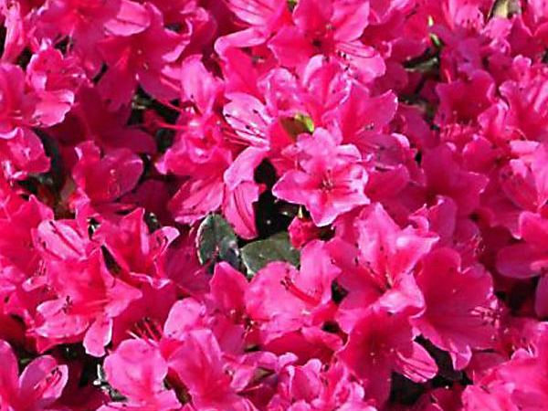 Рододендрон тупой Multiflorum