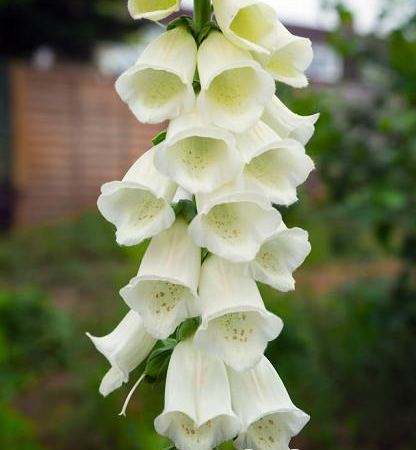 Наперстянка пурпурная Albiflora