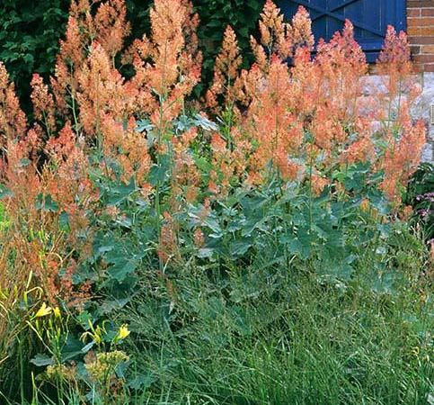 Маклея мелкоплодная Kelway's Coral Plume