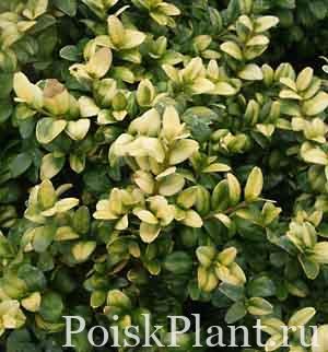 Самшит вечнозеленый Rotundifolia Aurea