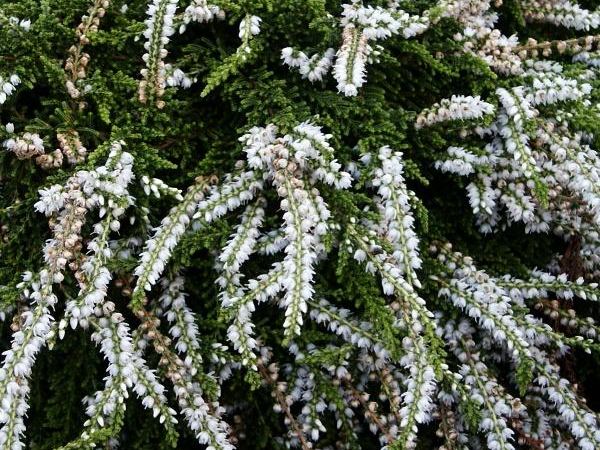 Вереск обыкновенный White Lawn