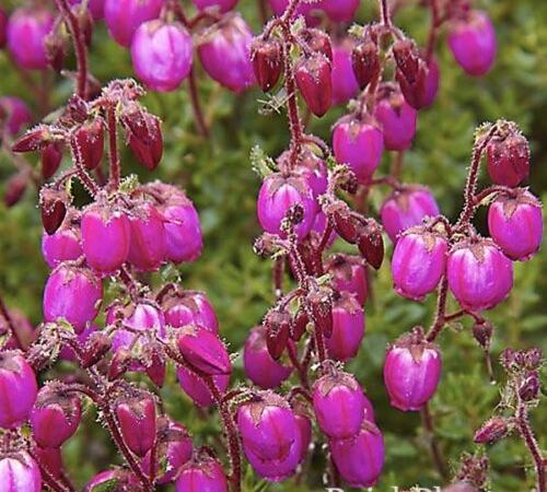 Дабеция кантабрийская Atropurpurea