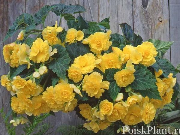 Бегония клубневая Hanging Basket Yellow