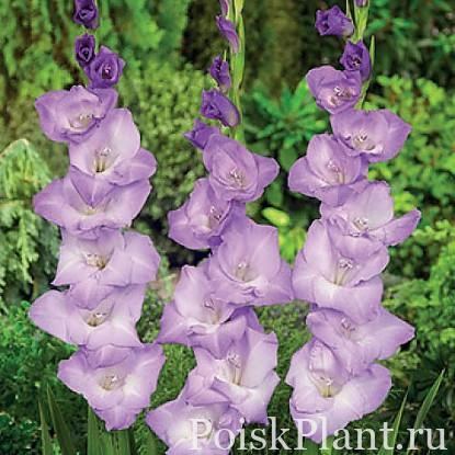 Гладиолус гибридный Belladonna