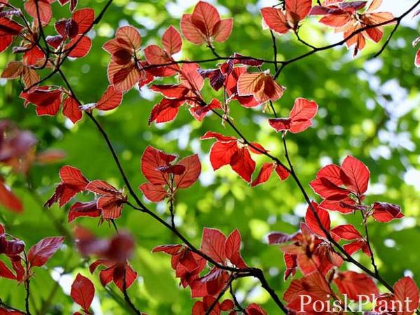 Бук европейский Purpurea