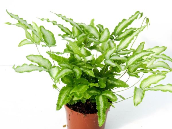 Птерис критский Albolineata