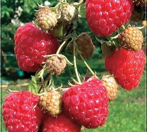 Малина обыкновенная Beskid