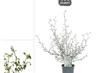 Корокия прутьевидная Маори Грин
