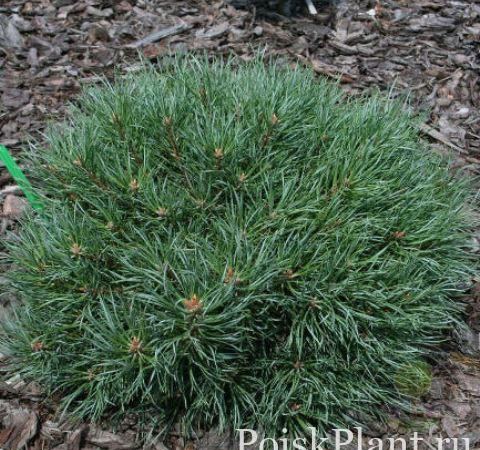 Сосна обыкновенная Frensham