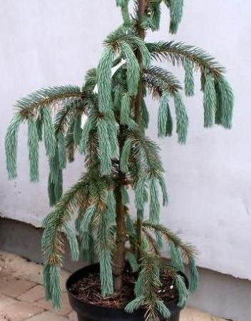Ель Энгельмана var mexicana Pervana