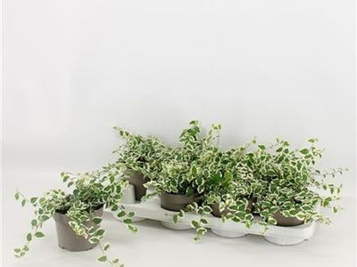 Фикус крошечный Белле Санни
