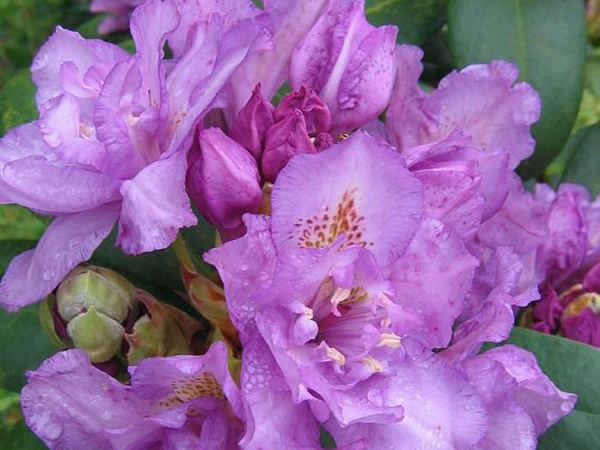 Рододендрон гибридный Fastuosum Flore Pleno