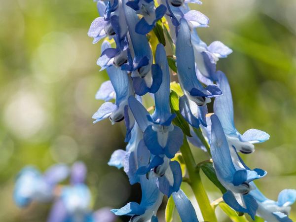 Хохлатка извилистая Craigton Blue