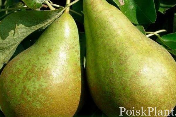Груша обыкновенная Ранняя Летняя