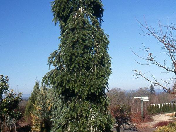 Пихта белая Pendula