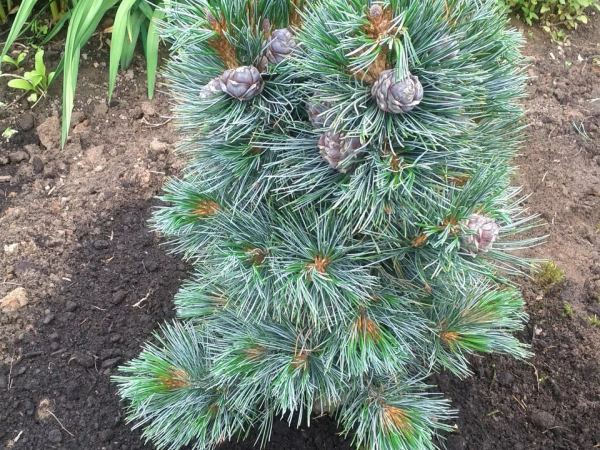 Сосна кедровая var.sibirica Glauca