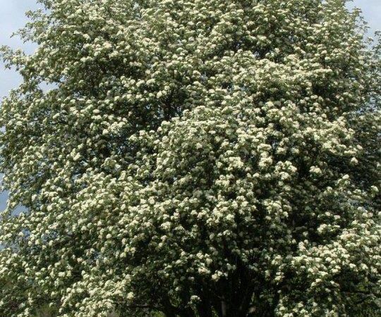 Рябина промежуточная