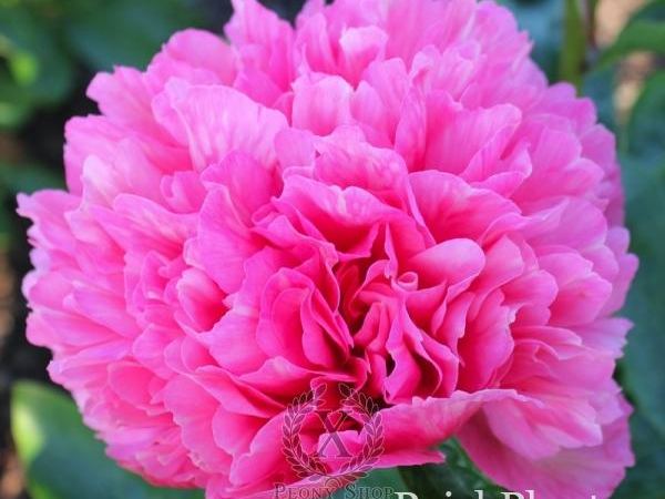 Пион травянистый Roger's Pink