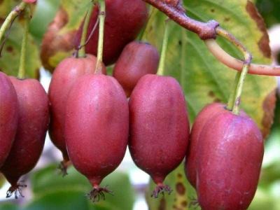 Актинидия остролистная Харди Ред