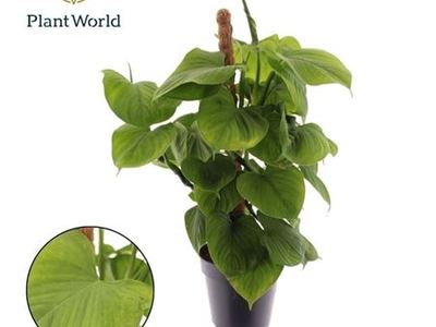 Филодендрон волокнистый Фибраекатафиллум