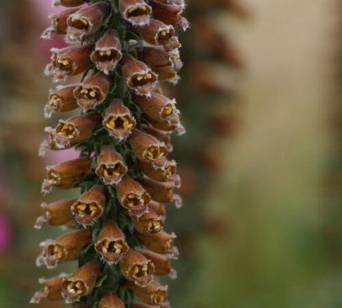 Наперстянка мелкоцветковая Small-Flowered Foxglove