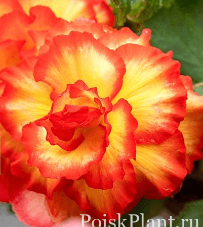 Бегония клубневая Picotee Sunburst