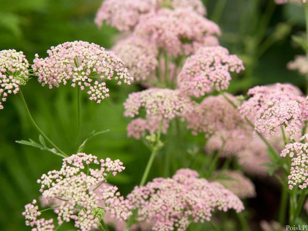 Бедренец большой Rosea