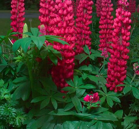 Люпин многолистный Gallery Red