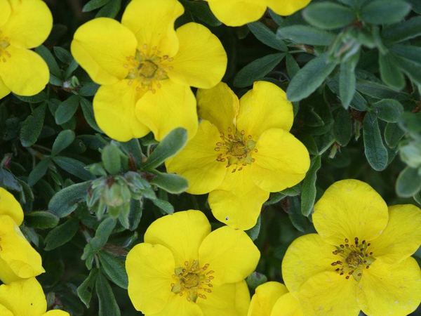 Лапчатка кустарниковая Happy Face Yellow