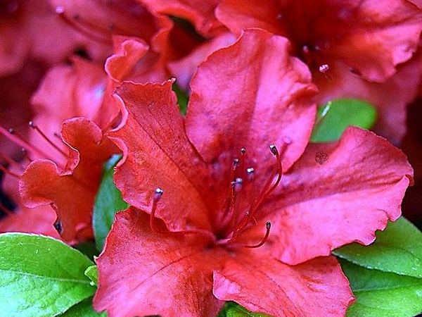 Рододендрон тупой Hot Shot Variegated