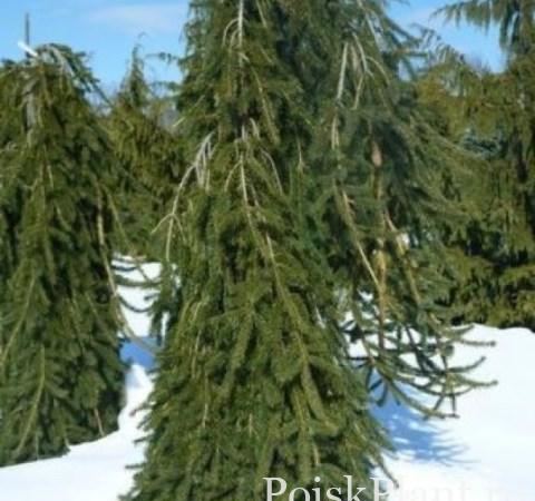Ель обыкновенная Vermont Gold