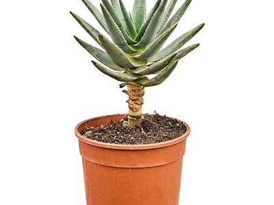 Aloidendron dichotomum