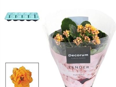 Каланхое Блоссфельда Серенити Голд