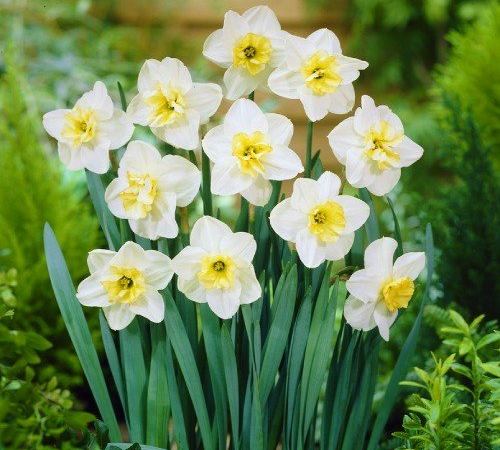 Нарцисс гибридный Papillon Blanc