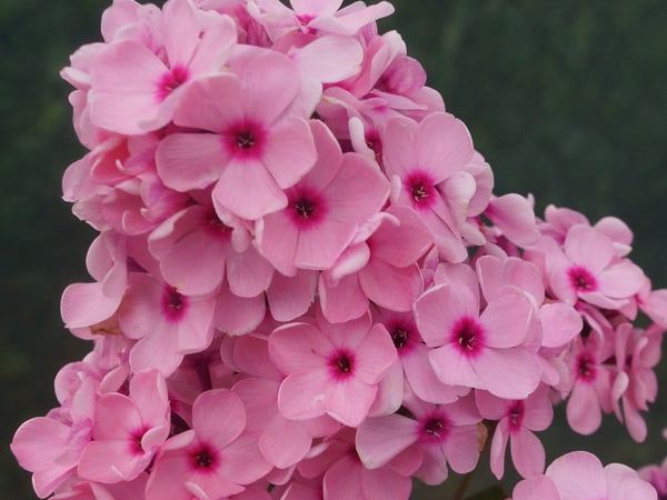 Флокс метельчатый Biser