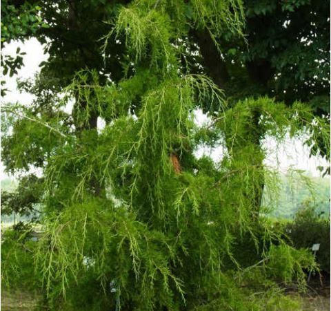 Можжевельник виргинский Pendula