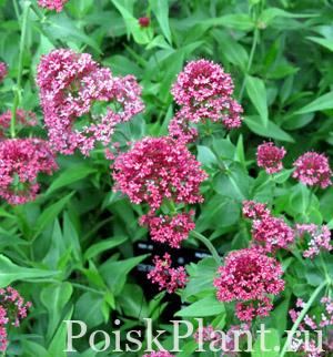 Валериана красная Coccineus