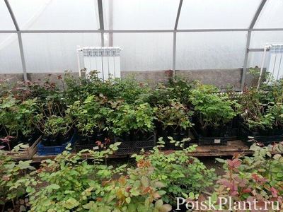 Энгельсский Гагаринский плодопитомник