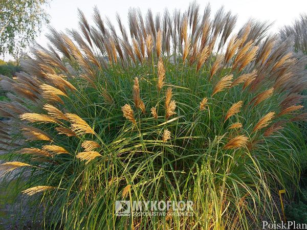 Мискантус китайский Kakadu