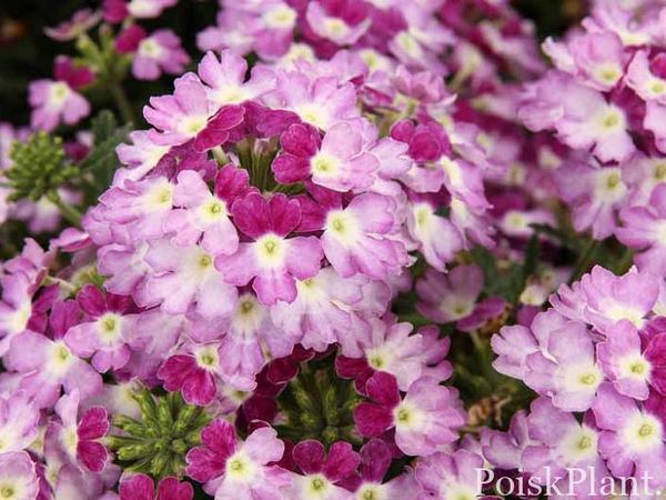 Вербена гибридная Superbena Sparkling Amethyst