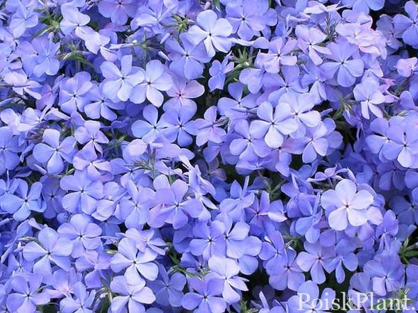 Флокс растопыренный Blue Moon
