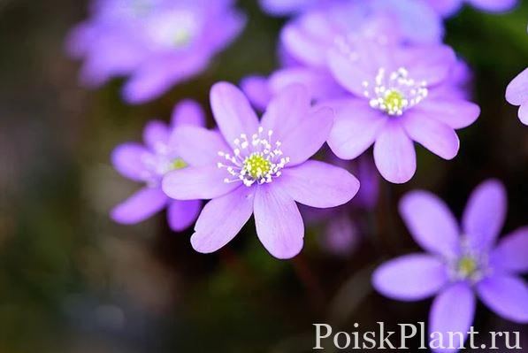 Печеночница благородная Purple Forest