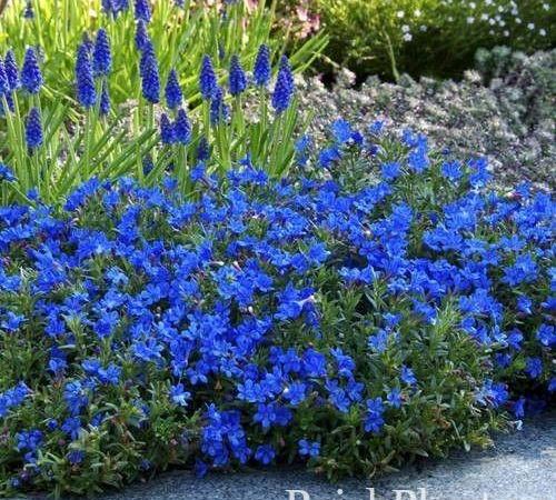 Литодора раскидистая Heavenly Blue