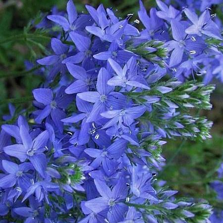 Вероника австрийская Lapis Lazuli