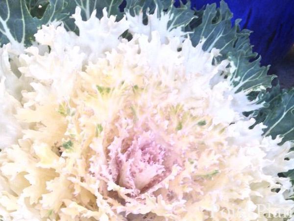 Капуста декоративная Coral Prince