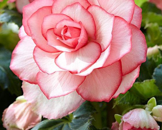 Бегония клубневая Bouton de Rose
